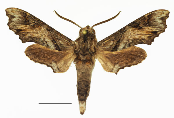 /filer/webapps/moths/media/images/N/natalis_Temnora_AM_Basquin_01a.jpg