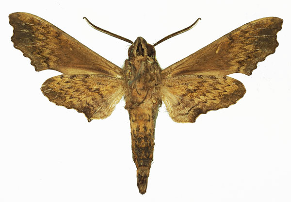 /filer/webapps/moths/media/images/N/natalis_Temnora_AM_Basquin_01b.jpg