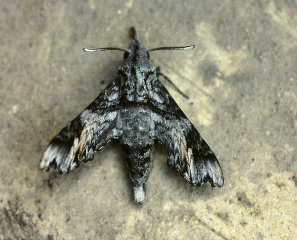 /filer/webapps/moths/media/images/N/natalis_Temnora_A_Roland_01.jpg