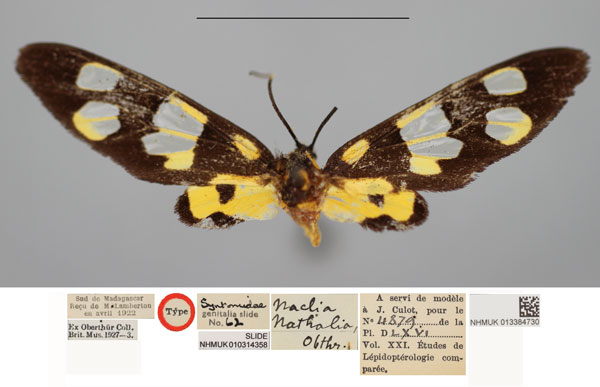 /filer/webapps/moths/media/images/N/nathalia_Naclia_HT_NHMUKa.jpg