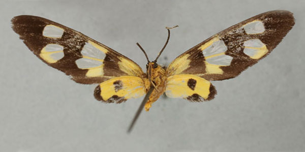 /filer/webapps/moths/media/images/N/nathalia_Naclia_HT_NHMUKb.jpg
