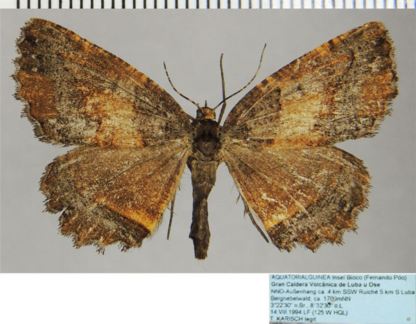 /filer/webapps/moths/media/images/N/nathaliae_Menophra_AF_ZSM.jpg