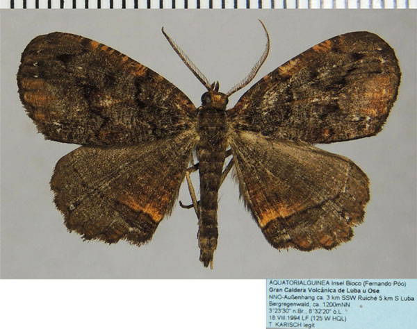 /filer/webapps/moths/media/images/N/nathaliae_Menophra_AM_ZSMa.jpg