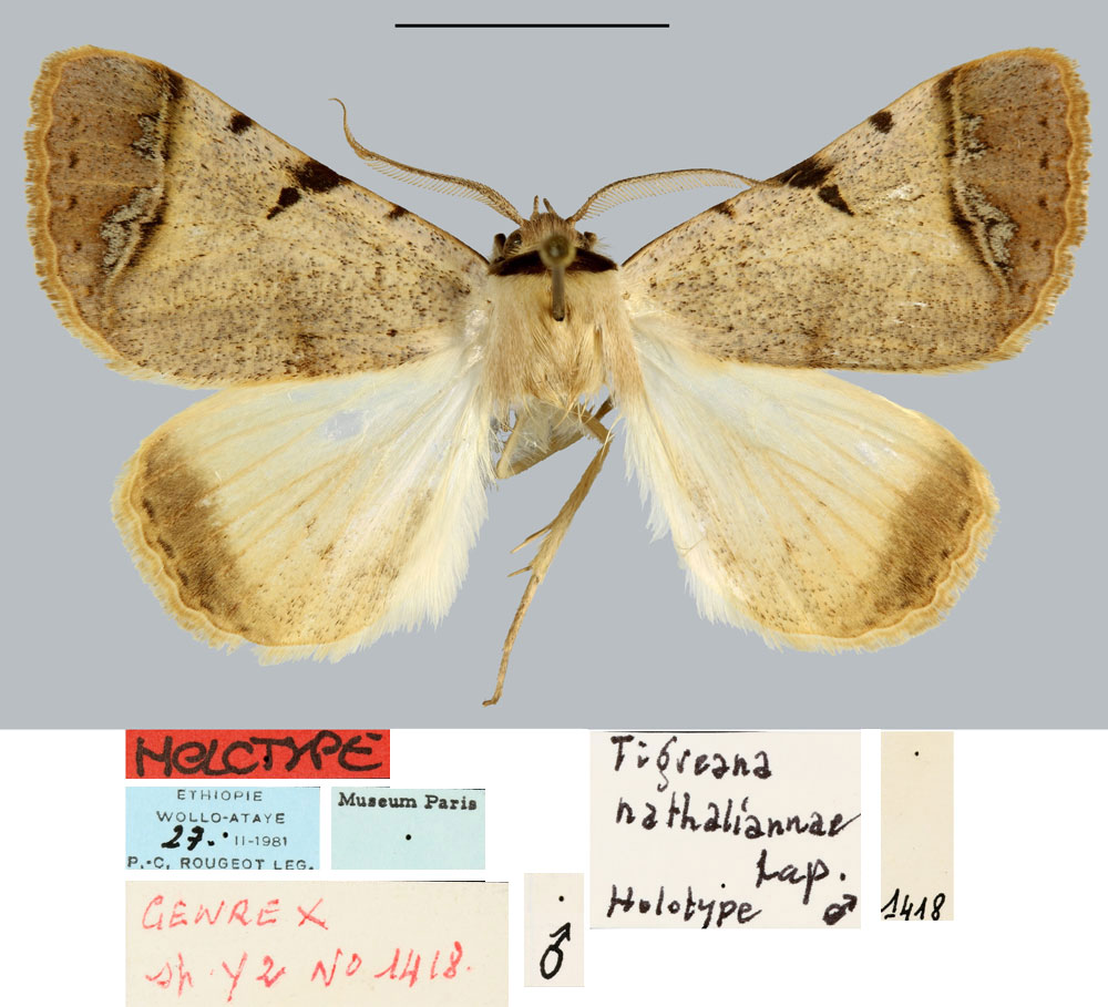 /filer/webapps/moths/media/images/N/nathaliannae_Tigreana_HT_MNHN.jpg