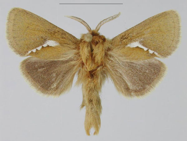 /filer/webapps/moths/media/images/N/naumanni_Metarbela_PTM_MfN.jpg