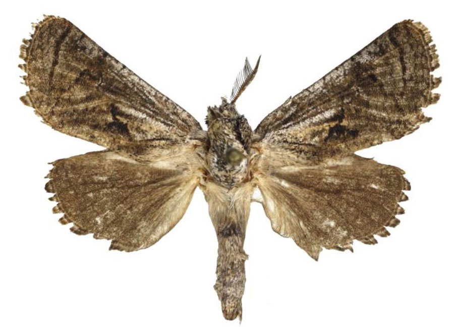 /filer/webapps/moths/media/images/N/naumanni_Meyoarabiella_PTM_MWM.jpg