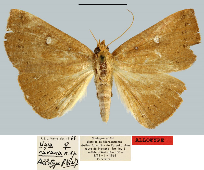 /filer/webapps/moths/media/images/N/navana_Ugia_AT_MNHN.jpg