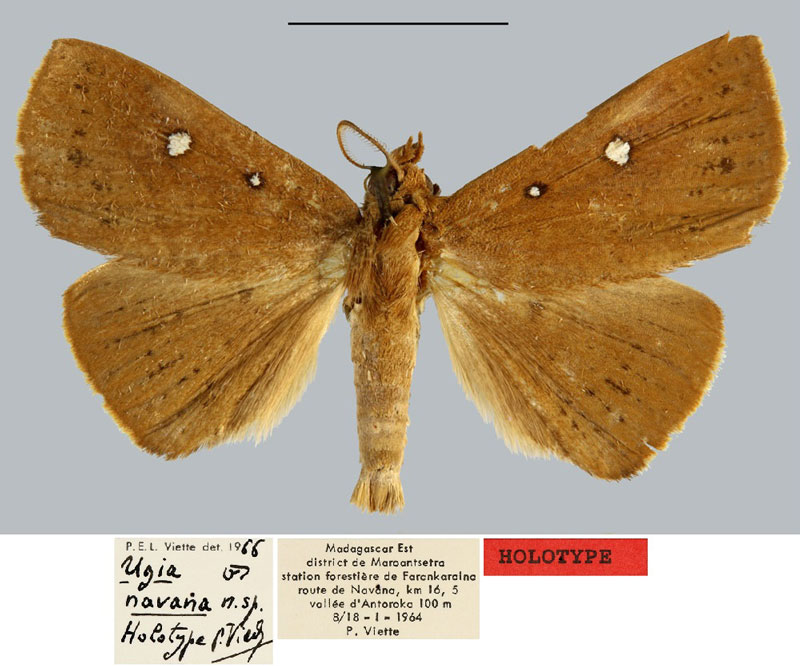 /filer/webapps/moths/media/images/N/navana_Ugia_HT_MNHN.jpg