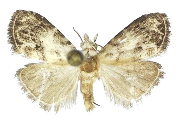 /filer/webapps/moths/media/images/N/ndoki_Bellanola_HT_ANHRT.jpg