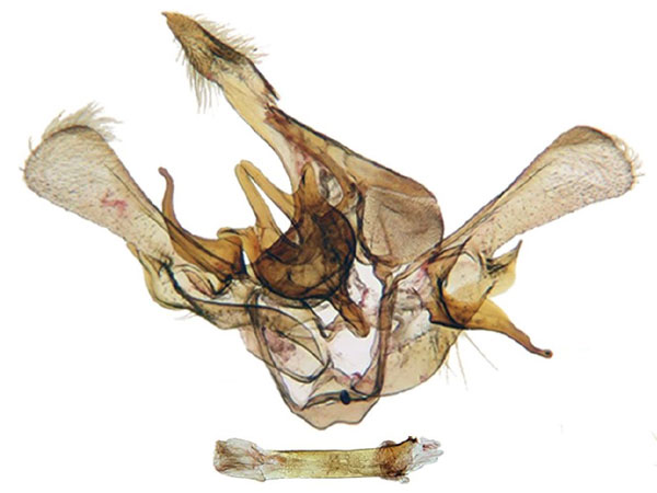 /filer/webapps/moths/media/images/N/ndoki_Gnathodes_GMHT_ANHRT_87.jpg