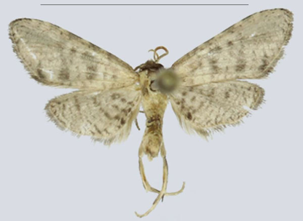 /filer/webapps/moths/media/images/N/ndoki_Gnathodes_HT_ANHRTa.jpg