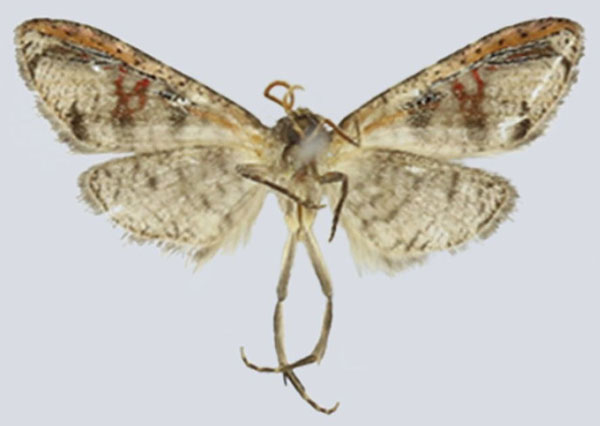 /filer/webapps/moths/media/images/N/ndoki_Gnathodes_HT_ANHRTb.jpg