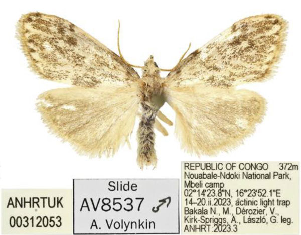 /filer/webapps/moths/media/images/N/ndoki_Palaeugoa_HT_ANHRT.jpg