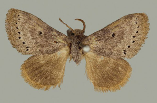 /filer/webapps/moths/media/images/N/ndoumoi_Eudoumbia_AF_BMNH.jpg