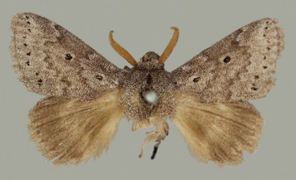 /filer/webapps/moths/media/images/N/ndoumoi_Eudoumbia_AM_BMNH.jpg