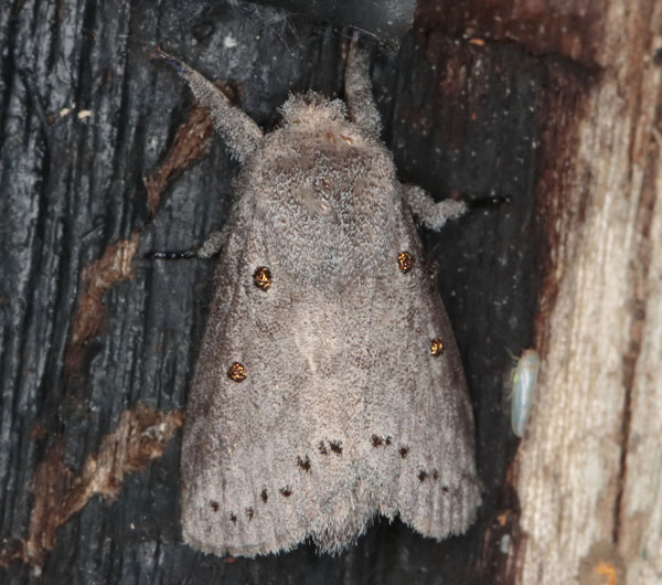 /filer/webapps/moths/media/images/N/ndoumoi_Eudoumbia_AM_Heynsa.jpg