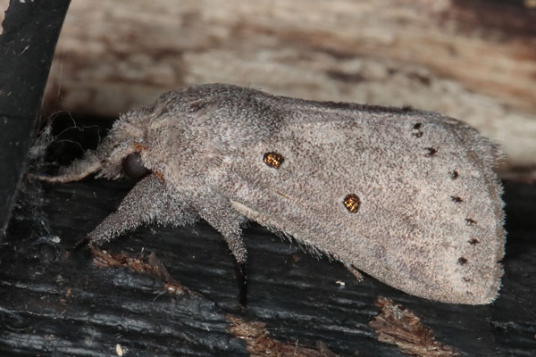 /filer/webapps/moths/media/images/N/ndoumoi_Eudoumbia_AM_Heynsb.jpg