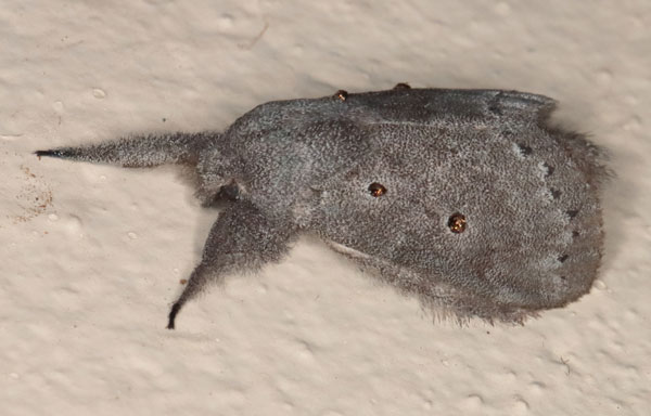 /filer/webapps/moths/media/images/N/ndoumoi_Eudoumbia_AM_Heynsc.jpg