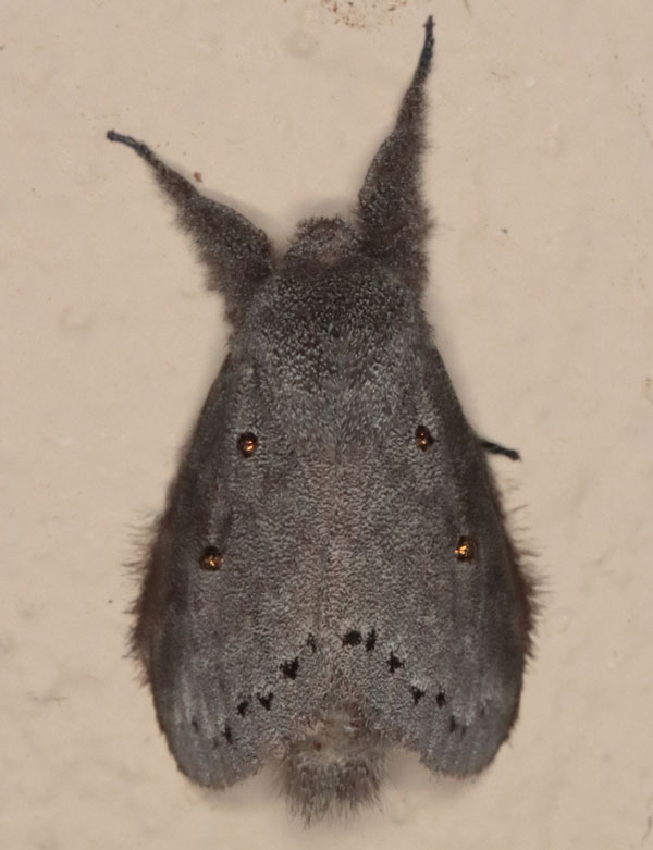 /filer/webapps/moths/media/images/N/ndoumoi_Eudoumbia_AM_Heynsd.jpg