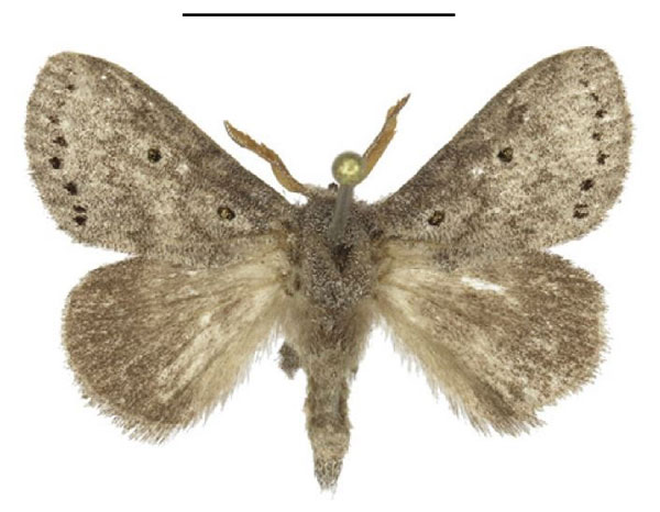 /filer/webapps/moths/media/images/N/ndoumoi_Haplopacha_AM_ANHRT.jpg