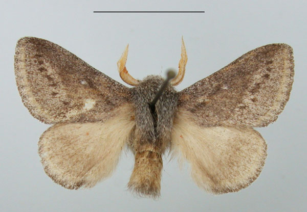 /filer/webapps/moths/media/images/N/ndoumoi_Haplopacha_AM_TMSA.jpg