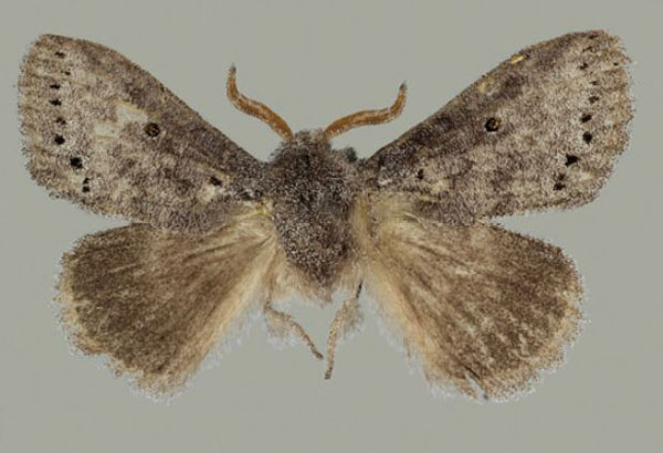 /filer/webapps/moths/media/images/N/ndoumoi_Haplopacha_HT_TMSA.jpg