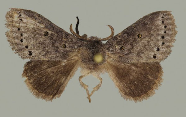/filer/webapps/moths/media/images/N/ndoumoi_Haplopacha_PTF_BMNH.jpg