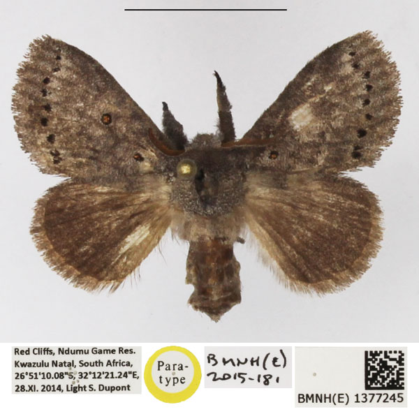 /filer/webapps/moths/media/images/N/ndoumoi_Haplopacha_PTF_NHMUK.jpg