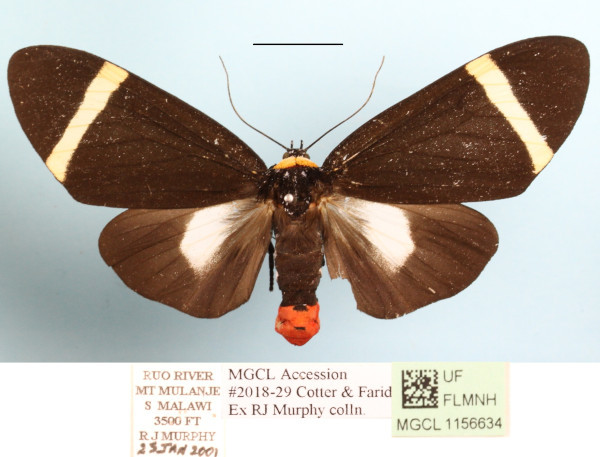 /filer/webapps/moths/media/images/N/ndzou_Karschiola_AF_MGCLa_01.JPG
