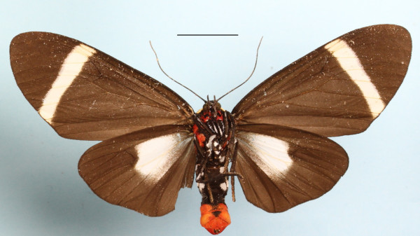 /filer/webapps/moths/media/images/N/ndzou_Karschiola_AF_MGCLb_01.JPG
