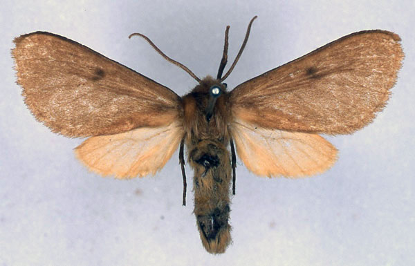 /filer/webapps/moths/media/images/N/neaera_Metarctia_LT_BMNH_01.jpg