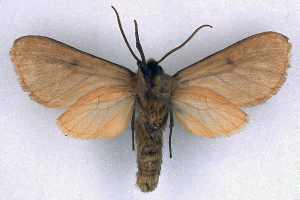 /filer/webapps/moths/media/images/N/neaera_Metarctia_LT_BMNH_02.jpg