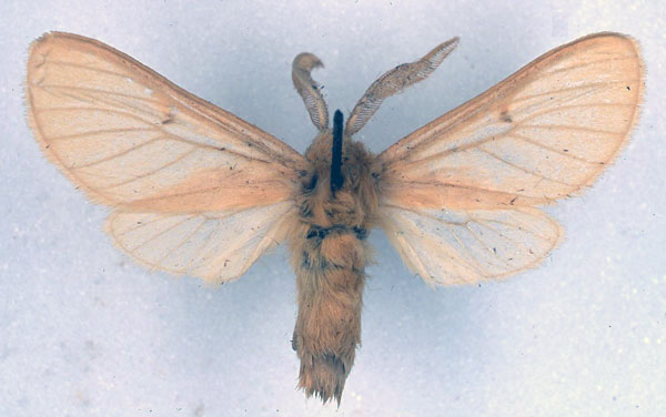/filer/webapps/moths/media/images/N/neaera_Metarctia_PLT_BMNH_01.jpg