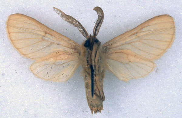 /filer/webapps/moths/media/images/N/neaera_Metarctia_PLT_BMNH_02.jpg