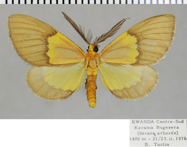 /filer/webapps/moths/media/images/N/neaera_Nothylemera_AM_ZSMa.jpg