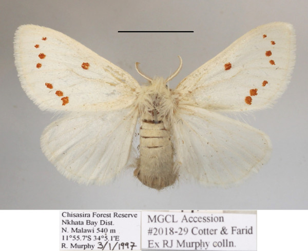 /filer/webapps/moths/media/images/N/neavei_Euproctis_AF_MGCLa_03.JPG
