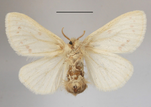 /filer/webapps/moths/media/images/N/neavei_Euproctis_AF_MGCLb_03.JPG