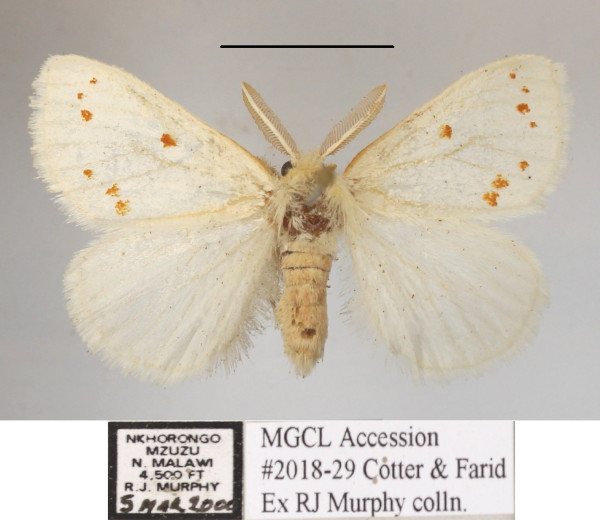 /filer/webapps/moths/media/images/N/neavei_Euproctis_AM_MGCLa_01.JPG