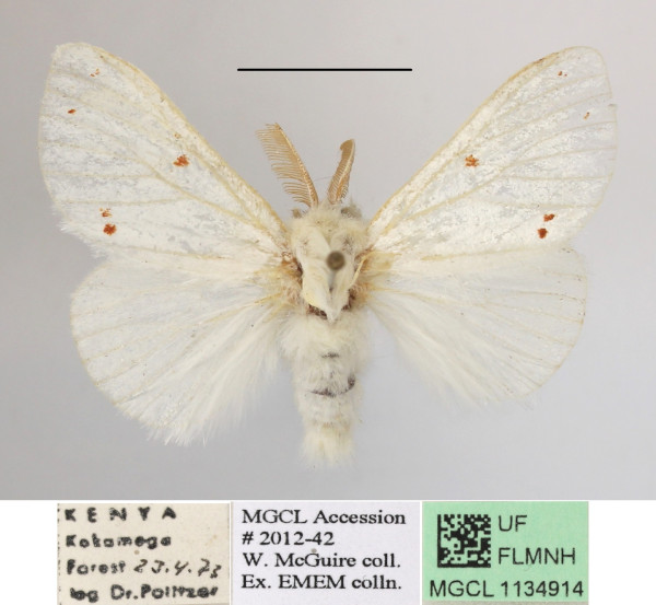 /filer/webapps/moths/media/images/N/neavei_Euproctis_AM_MGCLa_05.JPG