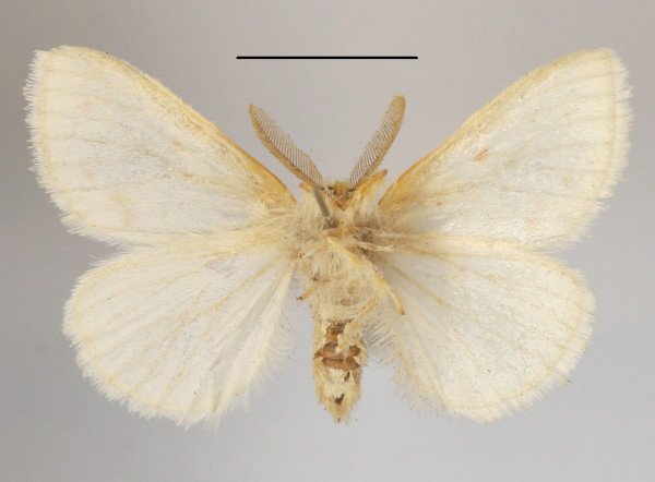 /filer/webapps/moths/media/images/N/neavei_Euproctis_AM_MGCLb_01.JPG