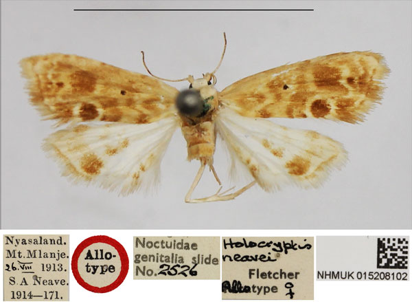 /filer/webapps/moths/media/images/N/neavei_Holocryptis_AT_NHMUK.jpg