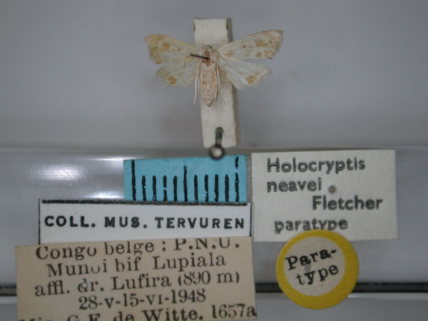 /filer/webapps/moths/media/images/N/neavei_Holocryptis_PT_RMCA_01.jpg