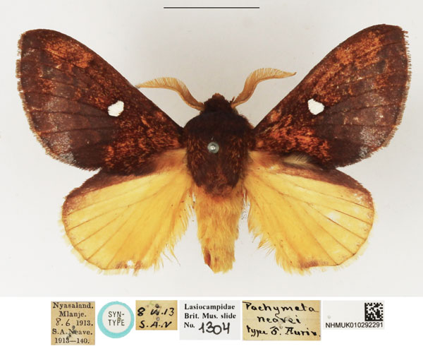 /filer/webapps/moths/media/images/N/neavei_Pachymeta_STM_NHMUK.jpg