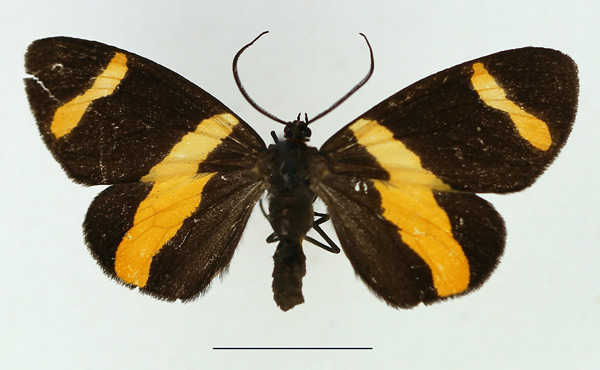 /filer/webapps/moths/media/images/N/neavei_Pitthea_AF_TMSA_01.jpg