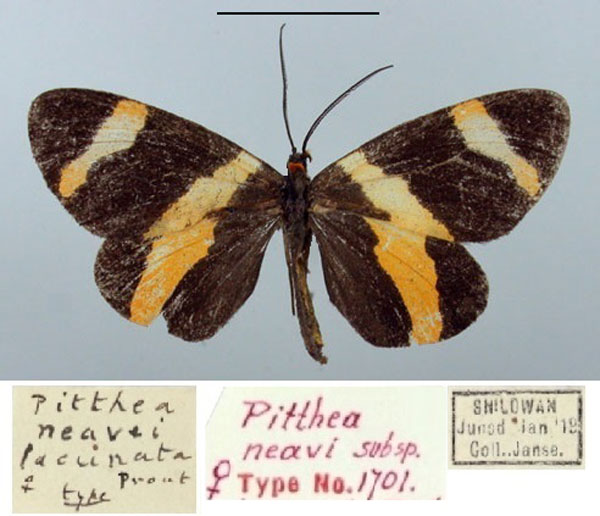 /filer/webapps/moths/media/images/N/neavei_Pitthea_AF_TMSA_03.jpg