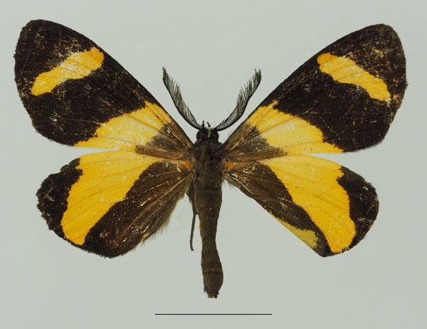 /filer/webapps/moths/media/images/N/neavei_Pitthea_AM_Basquina.jpg