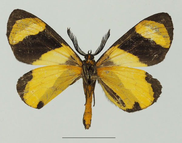 /filer/webapps/moths/media/images/N/neavei_Pitthea_AM_Basquinb.jpg