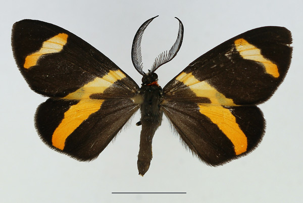/filer/webapps/moths/media/images/N/neavei_Pitthea_AM_TMSA_01.jpg