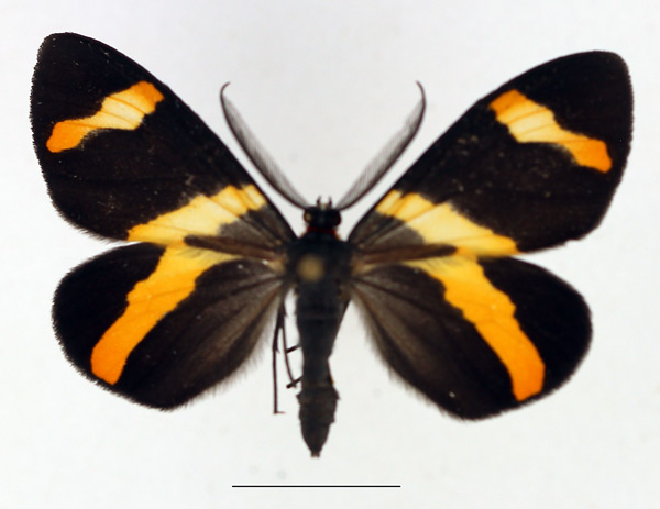 /filer/webapps/moths/media/images/N/neavei_Pitthea_AM_TMSA_02.jpg