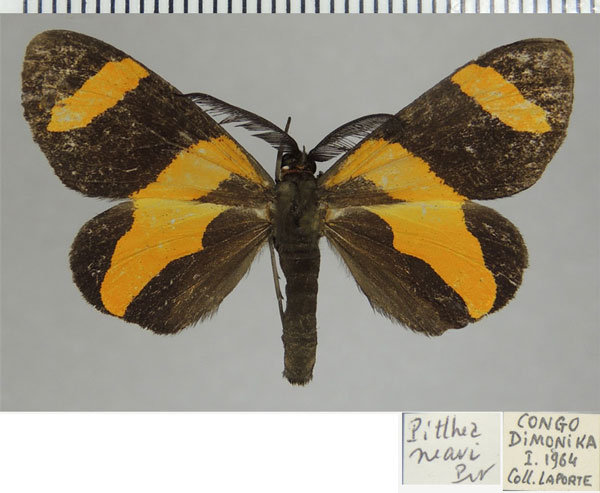 /filer/webapps/moths/media/images/N/neavei_Pitthea_AM_ZSMa.jpg